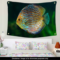 Discus, Tropical Decorative Fish Wall Art 51789937