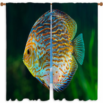 Discus, Tropical Decorative Fish Window Curtains 51789937