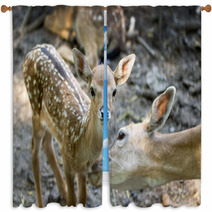 Doe Licks Her Fawn Window Curtains 53989202