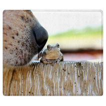 Dog Nose Sniffing Tree Frog Outside Rugs 84811941