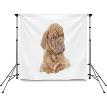 Dogue De Bordeaux Puppy (French Mastiff) Backdrops 63585505