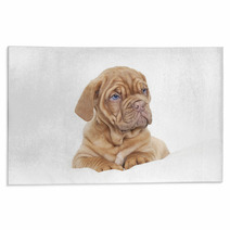 Dogue De Bordeaux Puppy (French Mastiff) Rugs 63585505