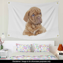 Dogue De Bordeaux Puppy (French Mastiff) Wall Art 63585505