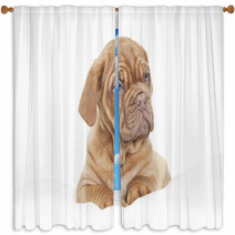 Dogue De Bordeaux Puppy (French Mastiff) Window Curtains 63585505