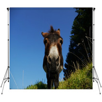 Donkey Backdrops 93331268