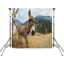 Donkey Close Up Portrait Looking At You Backdrops 98835889