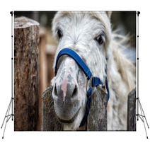 Donkey Close Up Portrait Looking At You Backdrops 98835931