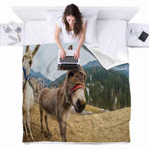 Donkey Close Up Portrait Looking At You Blankets 98835889