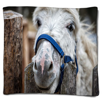 Donkey Close Up Portrait Looking At You Blankets 98835931