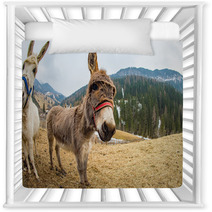 Donkey Close Up Portrait Looking At You Nursery Decor 98835889