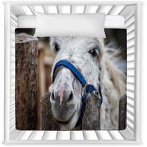 Donkey Close Up Portrait Looking At You Nursery Decor 98835931