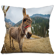Donkey Close Up Portrait Looking At You Pillows 98835889