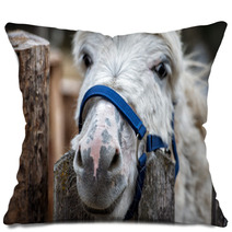 Donkey Close Up Portrait Looking At You Pillows 98835931