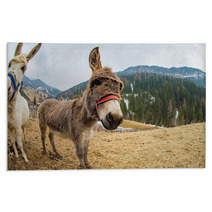 Donkey Close Up Portrait Looking At You Rugs 98835889
