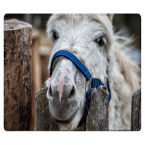 Donkey Close Up Portrait Looking At You Rugs 98835931