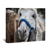 Donkey Close Up Portrait Looking At You Wall Art 98835931
