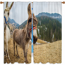 Donkey Close Up Portrait Looking At You Window Curtains 98835889