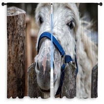 Donkey Close Up Portrait Looking At You Window Curtains 98835931