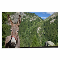 Donkey Close Up Rugs 95355635