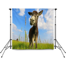 Donkey In A Field In Sunny Day Backdrops 84570753