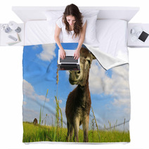 Donkey In A Field In Sunny Day Blankets 84570753