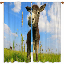 Donkey In A Field In Sunny Day Window Curtains 84570753