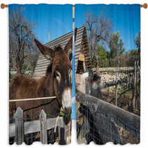 Donkey On A Farm
 Window Curtains 99708453