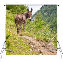 Donkey On Italian Alps Backdrops 94750800