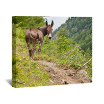 Donkey On Italian Alps Wall Art 94750800