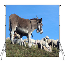 Donkey Out To Pasture With A Herd Of Sheep Backdrops 79217408