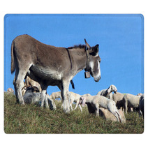 Donkey Out To Pasture With A Herd Of Sheep Rugs 79217408