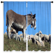 Donkey Out To Pasture With A Herd Of Sheep Window Curtains 79217408