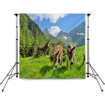 Donkeys Close Up Portrait - On The High Mountains Backdrops 66769290