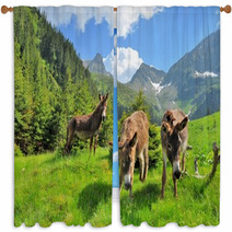 Donkeys Close Up Portrait - On The High Mountains Window Curtains 66769290