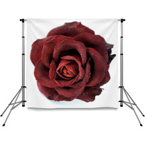Dry Red Rose Backdrops 47028171