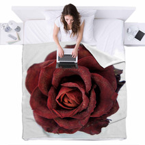 Dry Red Rose Blankets 47028171
