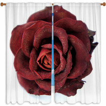 Dry Red Rose Window Curtains 47028171