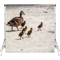 Duck And Five Ducklings Backdrops 83127119