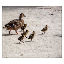 Duck And Five Ducklings Rugs 83127119