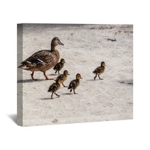 Duck And Five Ducklings Wall Art 83127119