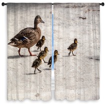 Duck And Five Ducklings Window Curtains 83127119