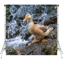 Duck Backdrops 100986116