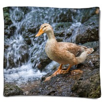 Duck Blankets 100986116
