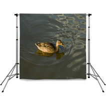Duck In Water – Stock Image. Backdrops 67409993