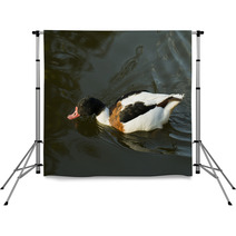 Duck In Water – Stock Image. Backdrops 67410007