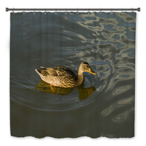 Duck In Water – Stock Image. Bath Decor 67409993