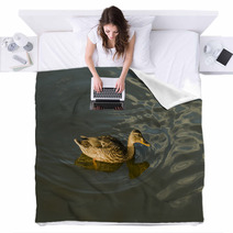 Duck In Water – Stock Image. Blankets 67409993
