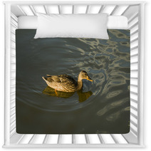 Duck In Water – Stock Image. Nursery Decor 67409993