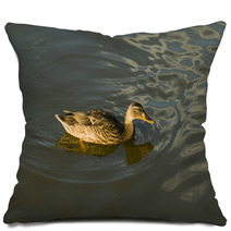Duck In Water – Stock Image. Pillows 67409993