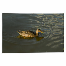 Duck In Water – Stock Image. Rugs 67409993
